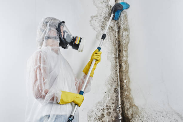 Best Basement water damage restoration  in Slayton, MN